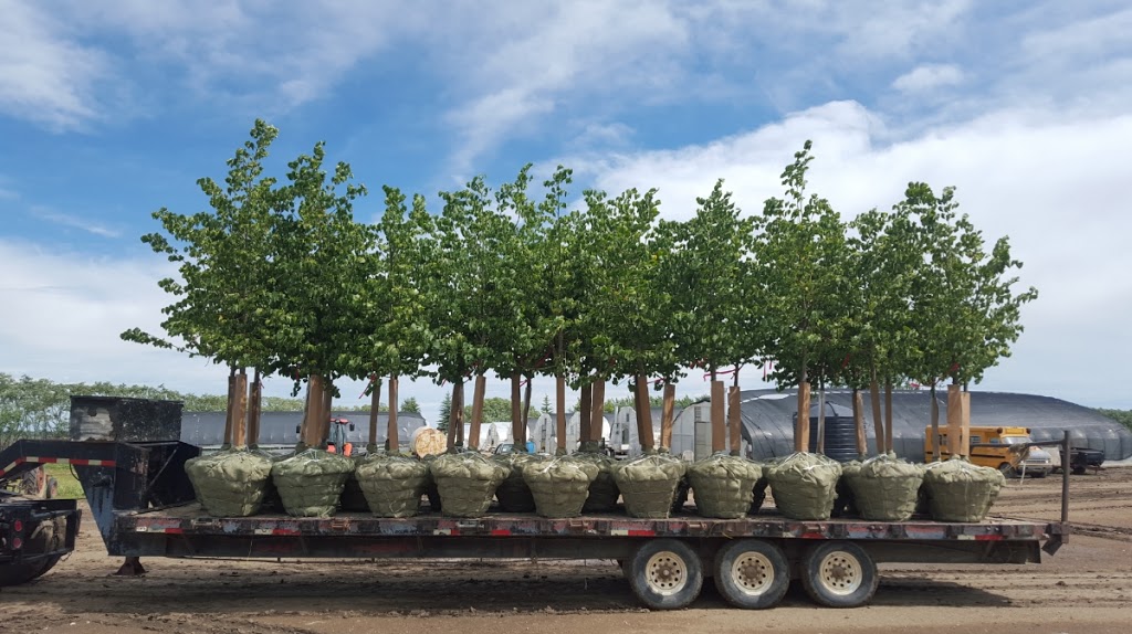 Lakeshore Tree Farms Ltd | 960 Valley Road, Box 92 R.R.#3, Saskatoon, SK S7K 3J6, Canada | Phone: (306) 978-3333