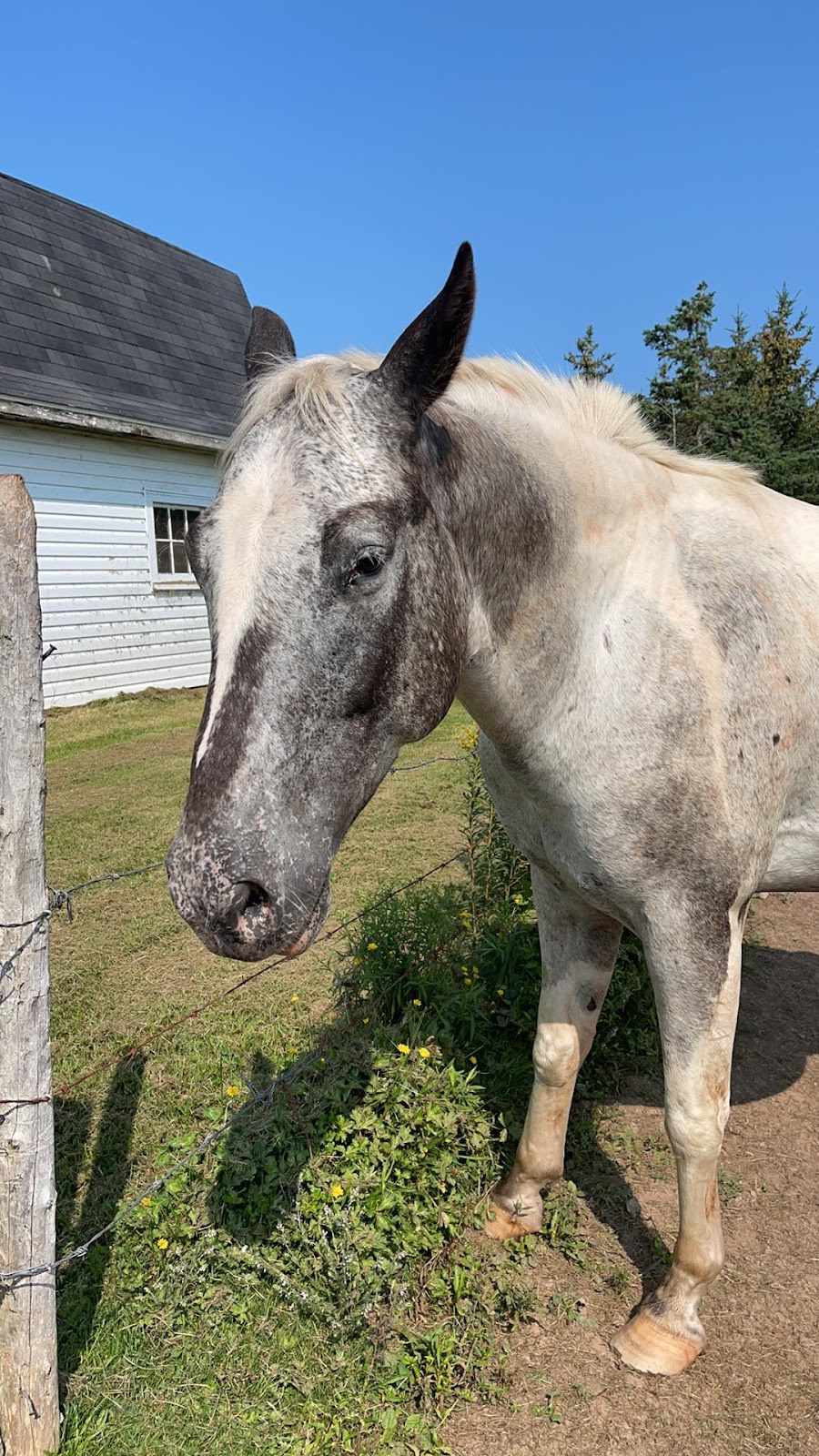 Blue Sky Stables | 370 Diversion Rd, Ellerslie, PE C0B 1J0, Canada | Phone: (902) 303-6908