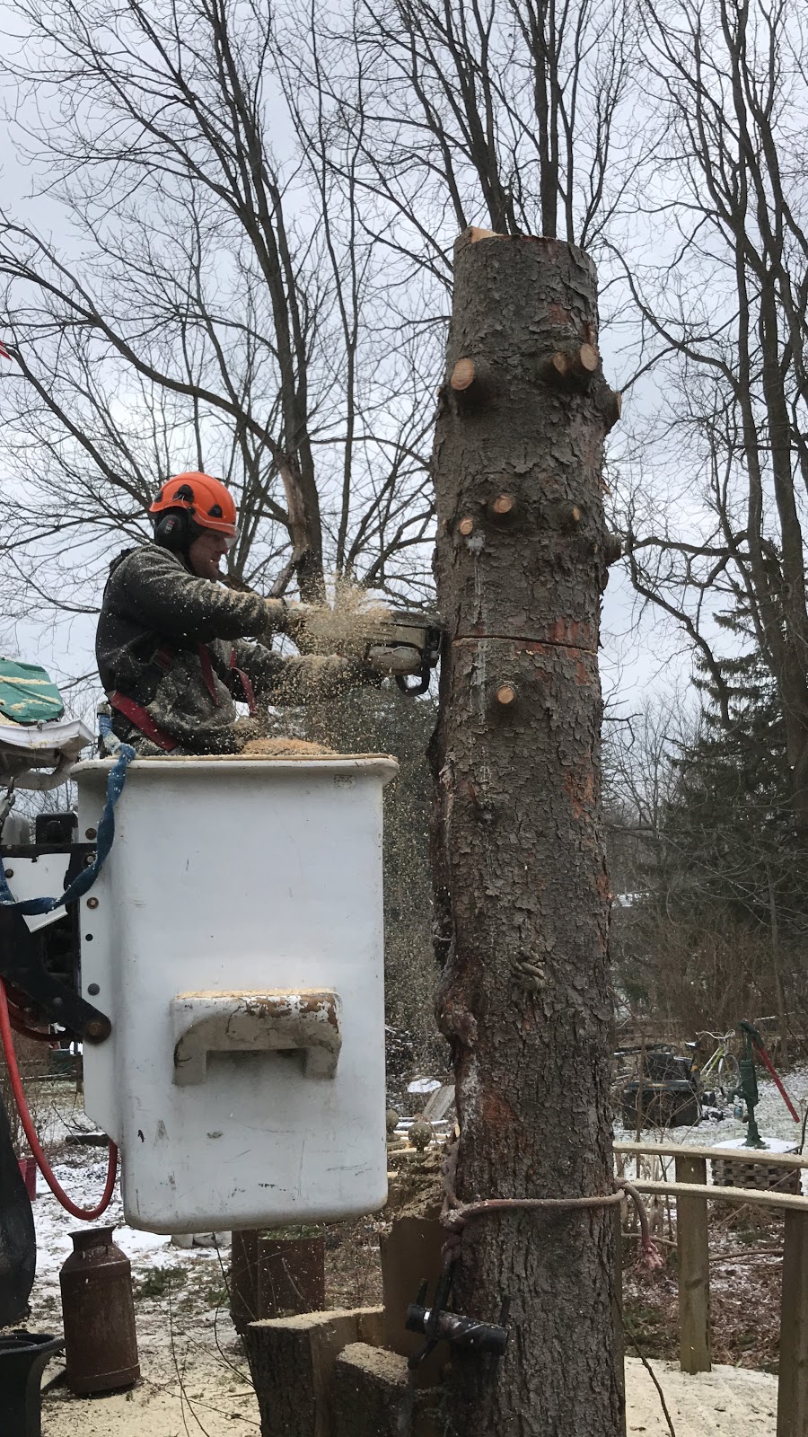 Natures Shade Tree Care | 50 Queen St, Schomberg, ON L0G 1T0, Canada | Phone: (416) 427-6319