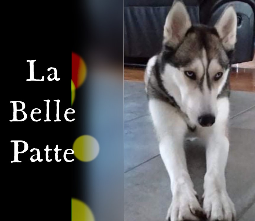 La belle patte - Distribution de mets crus pour animaux | 213 Bd Champlain, Candiac, QC J5R 3T3, Canada | Phone: (514) 378-0479