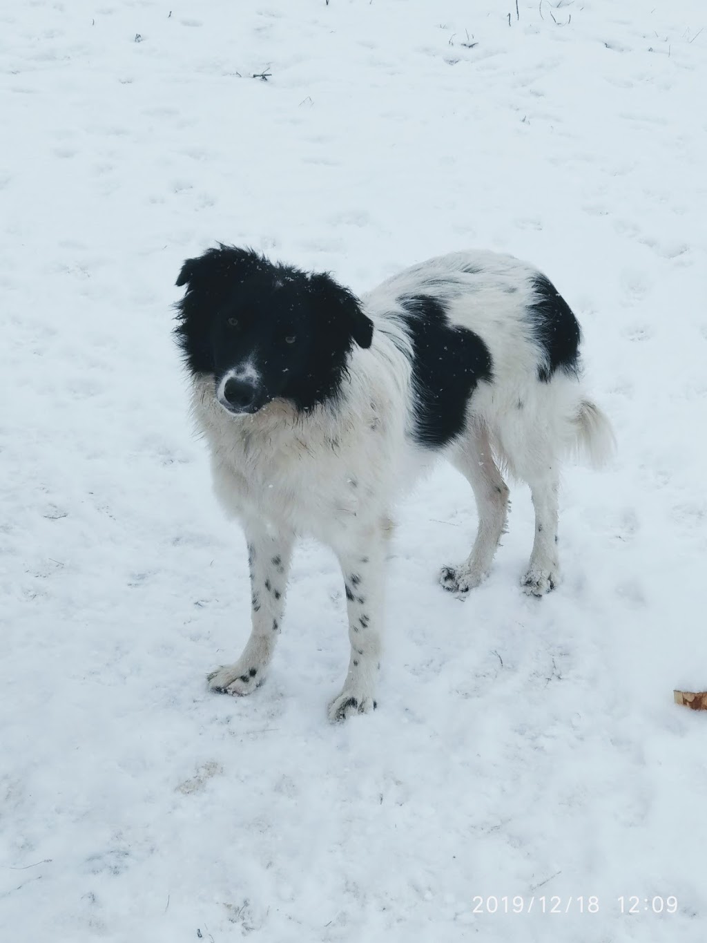 Chien Sans Frontière | 363 Rang dOrvilliers, Sainte-Anne-de-la-Pérade, QC G0X 2J0, Canada | Phone: (438) 274-0139