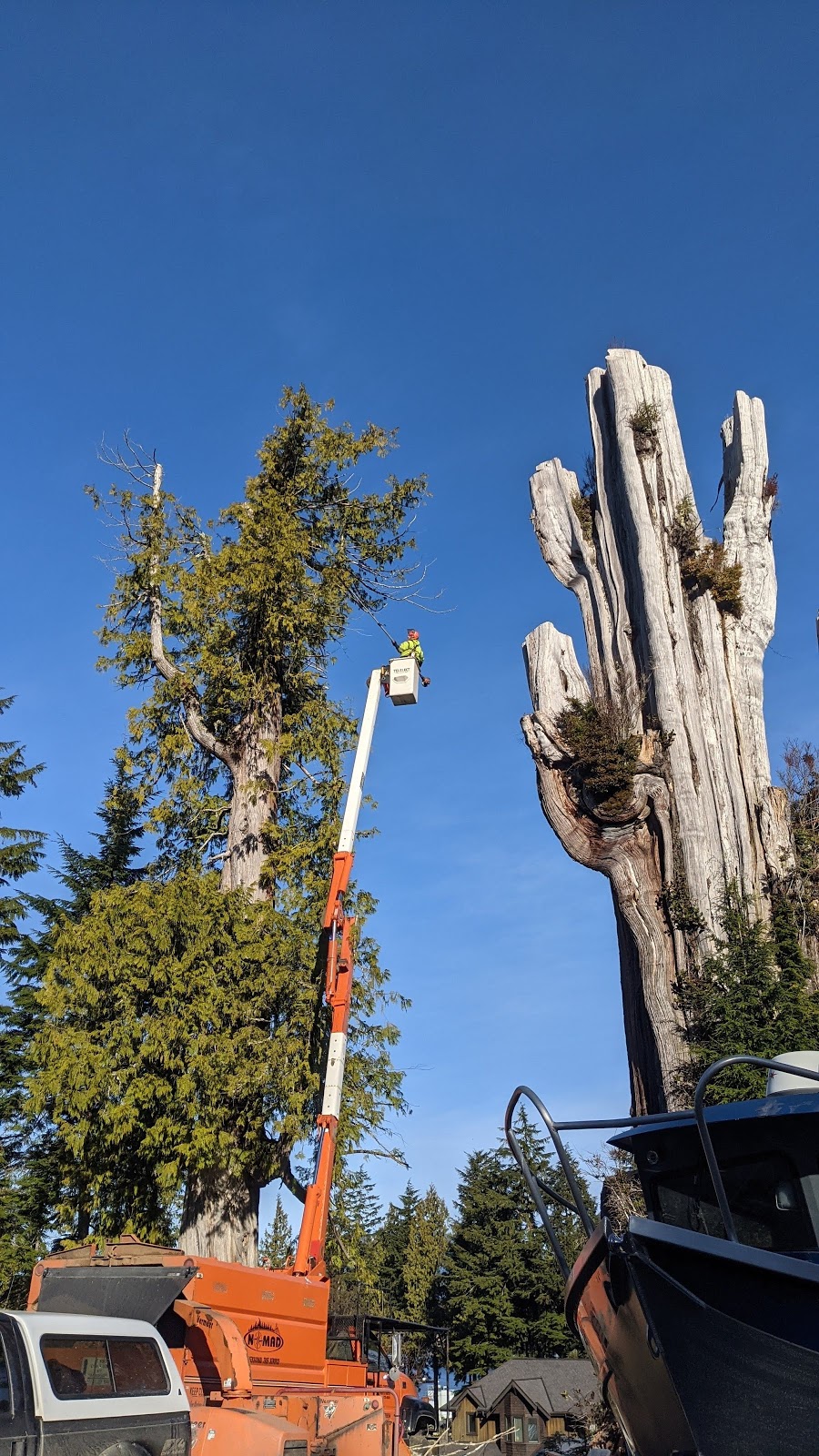 Nomad Tree Service | 5671 Falls St, Port Alberni, BC V9Y 8K7, Canada | Phone: (250) 735-2674