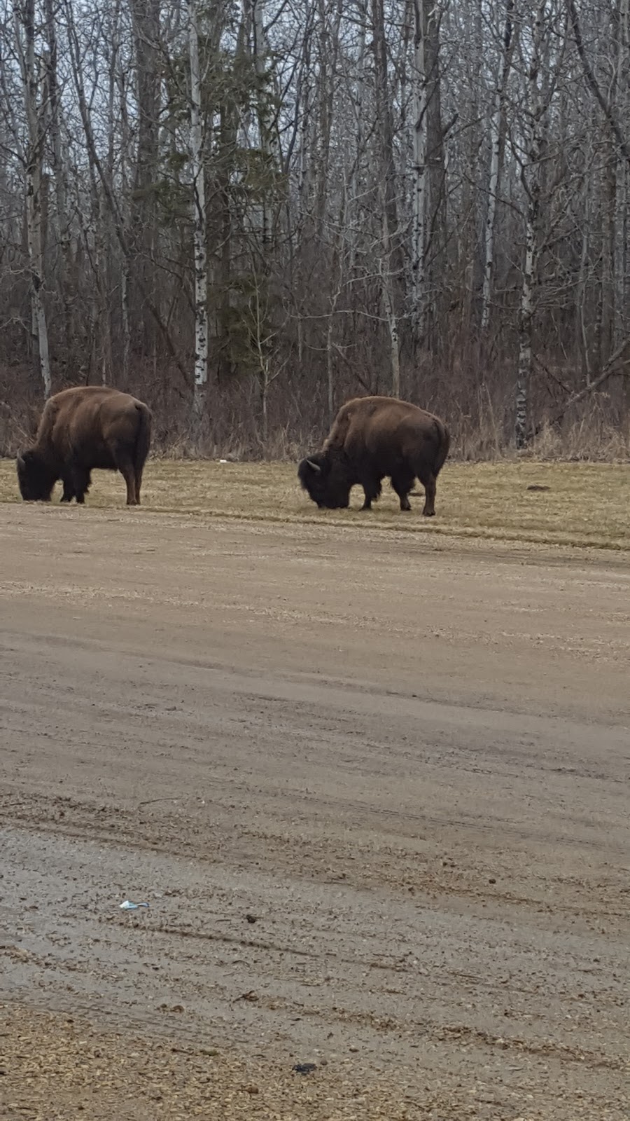 Bison loop road | Unnamed Road, Ardrossan, AB T8G 2A6, Canada