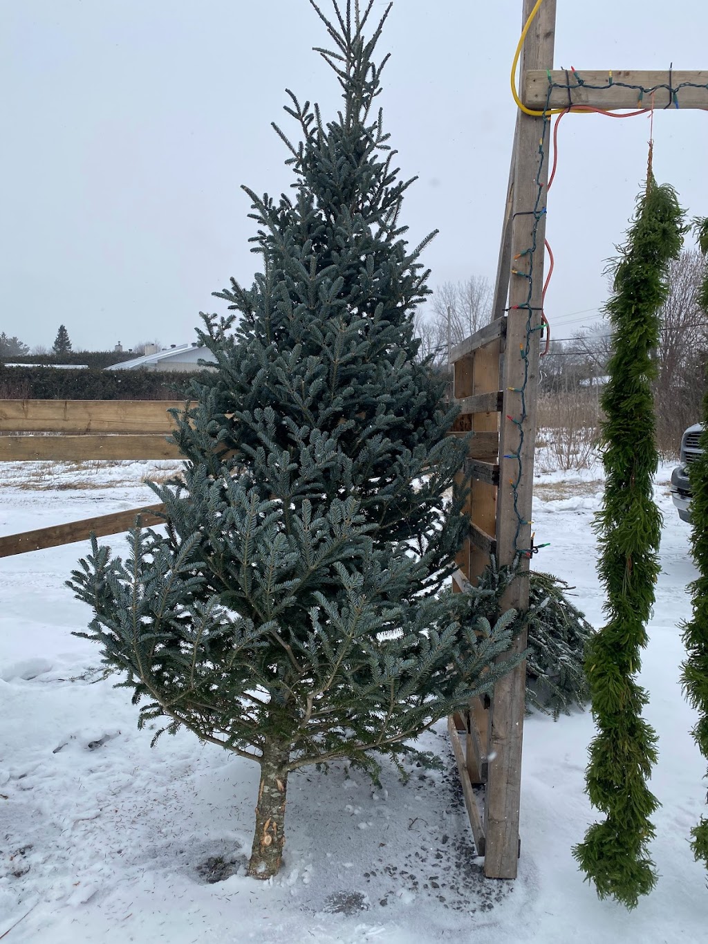 St-Denis Christmas Trees | 3079 Navan Rd, Orléans, ON K1C 7G4, Canada | Phone: (613) 979-1691