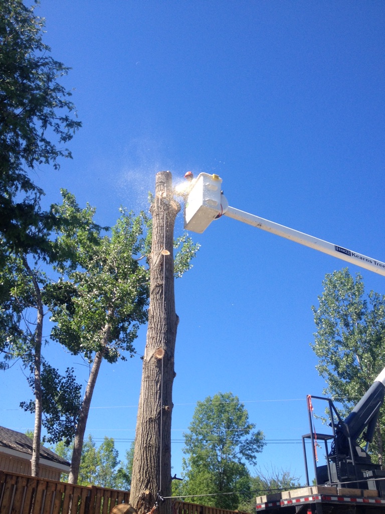 Kearns Tree Service | 108 Opmar Rd, Little Britain, ON K0M 2C0, Canada | Phone: (705) 308-1135