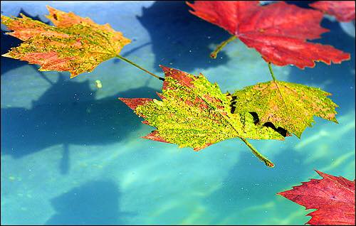 CVP Pool Service/Guelph Pool Guy | 78 Cassino Ave, Guelph, ON N1E 2J3, Canada | Phone: (519) 835-7665