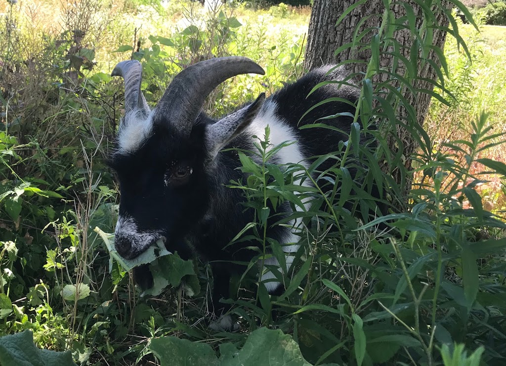 Bullfrogs and Butterflies Farm | 439 Pinehurst Rd, Paris, ON N3L 3E2, Canada | Phone: (519) 223-2528