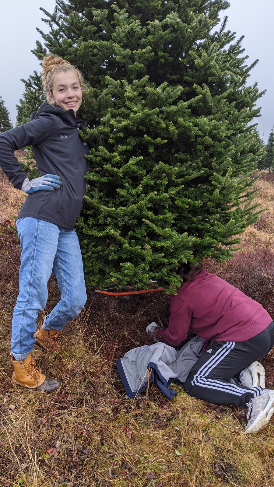 Northern Lights Christmas Tree Farm | 3200 Clam Harbour Rd, Lake Charlotte, NS B0J 1Y0, Canada | Phone: (902) 641-2142