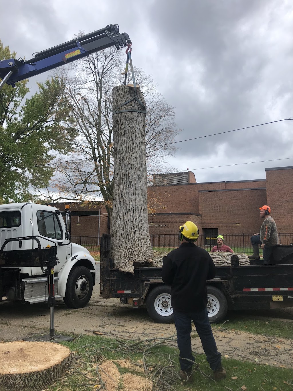 Govier Expert Tree Service | 43 Doxsee Ave S, Campbellford, ON K0L 1L0, Canada | Phone: (705) 559-0276