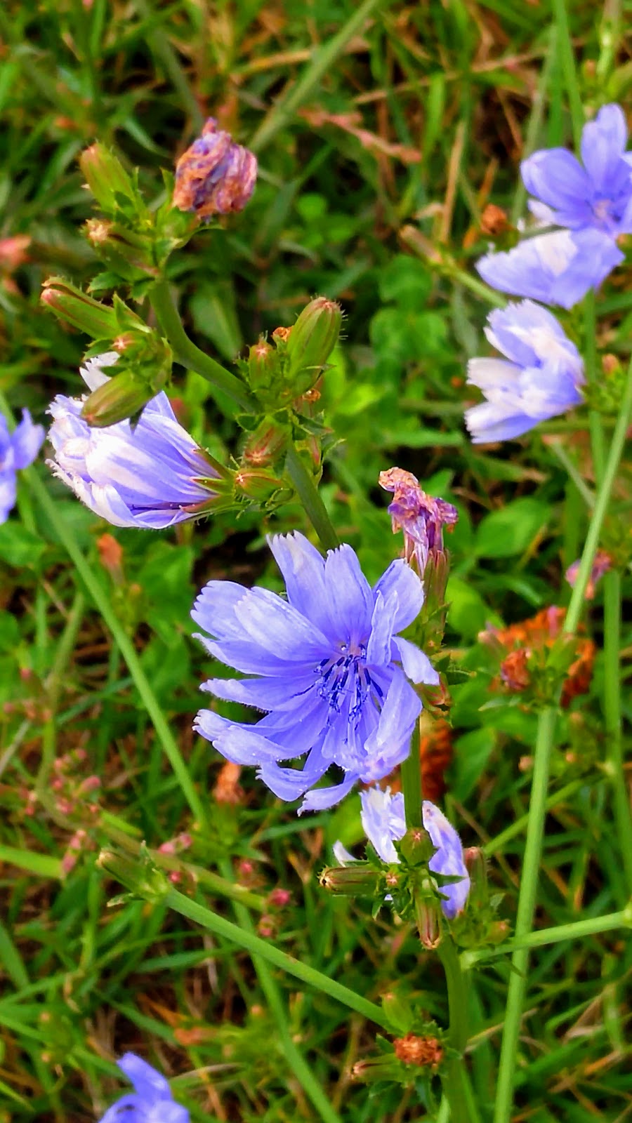 Givendale Allotment Gardens | 1 Givendale Rd, Toronto, ON M1P, Canada | Phone: (416) 392-8188