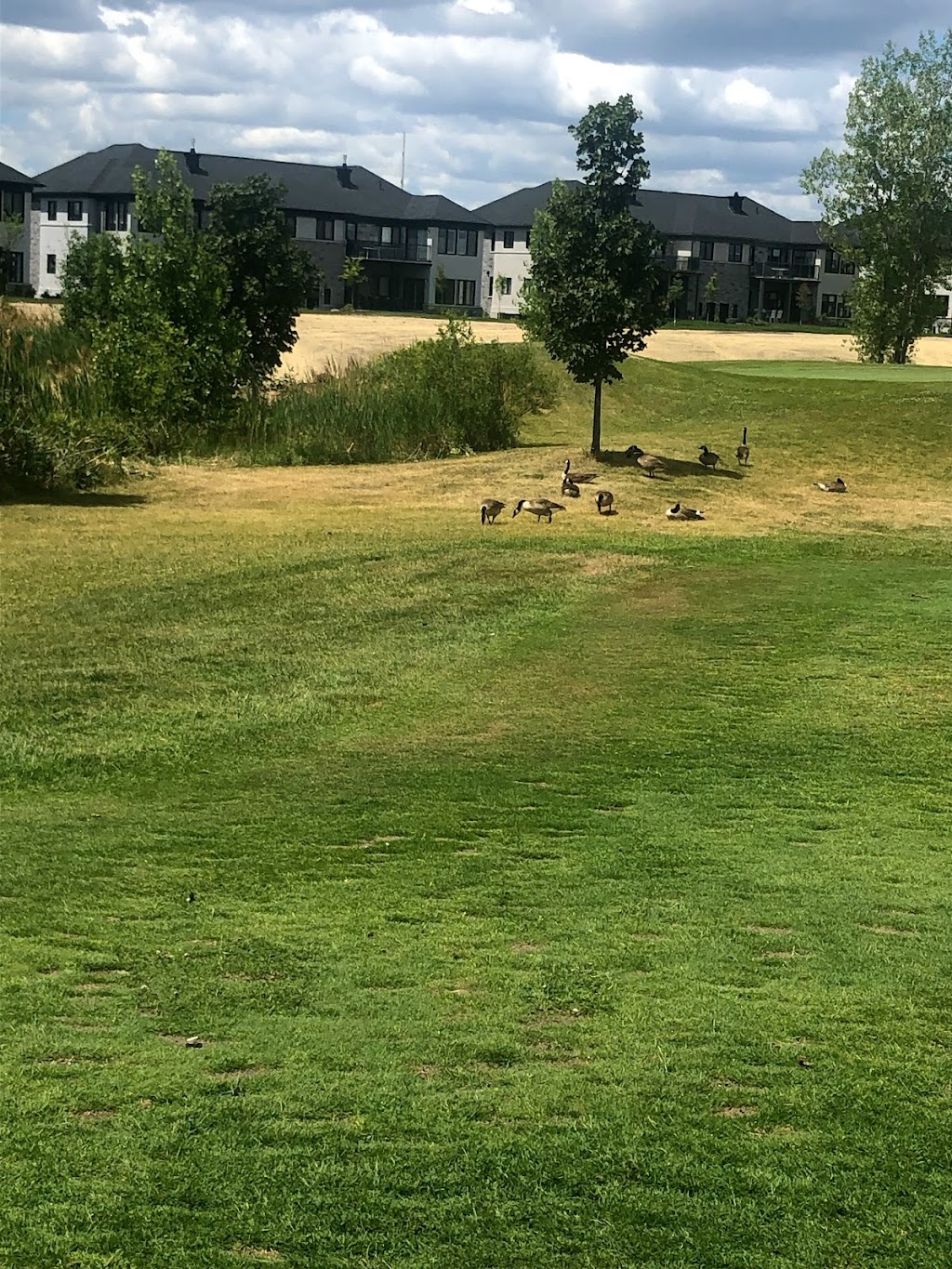 Club De Golf Parcours Du Cerf | 2500 Bd Fernand-Lafontaine, Longueuil, QC J4N 1M5, Canada | Phone: (450) 468-1142