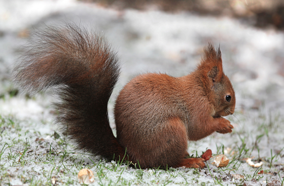 Capital WildLife Control | 1387 De, Rue de Rouen, Boucherville, QC J4B 7Y3, Canada | Phone: (514) 664-1179