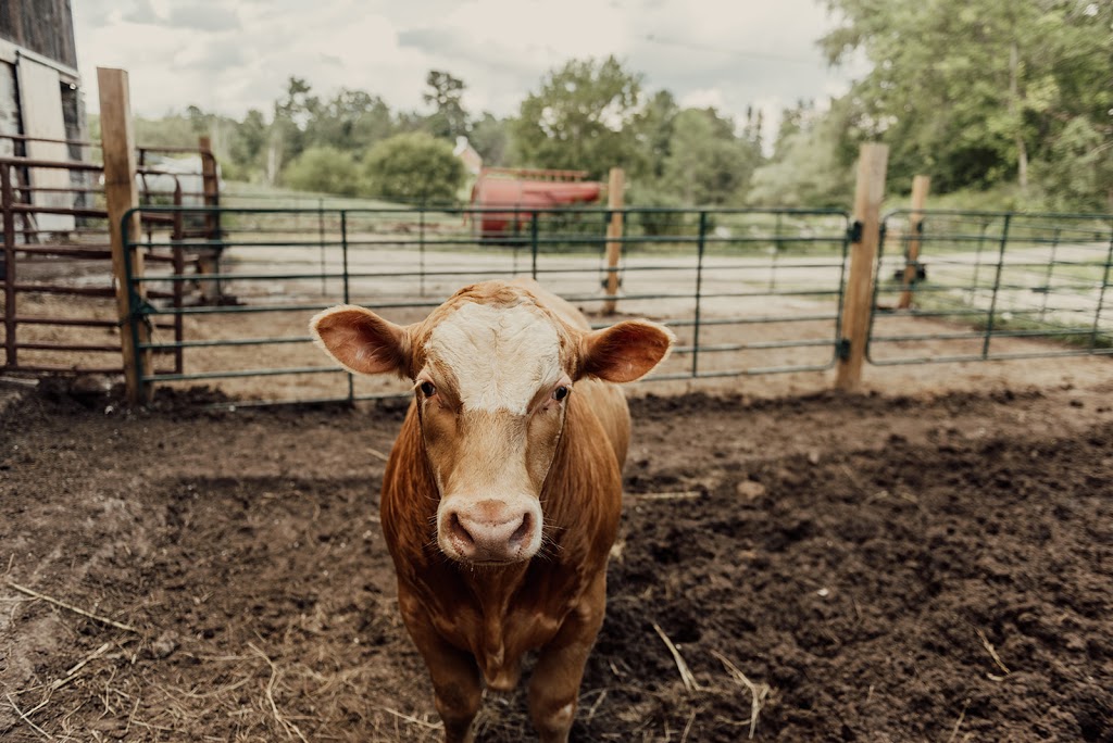 Robins Nest Farm | 32 Goacher Rd, Campbellford, ON K0L 1L0, Canada | Phone: (705) 632-9304