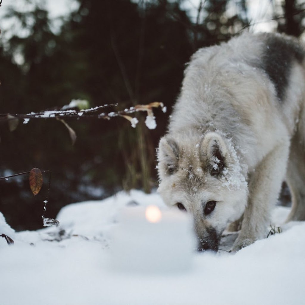 Hollow Tree Candle | 1005 Alpha Lake Rd, Whistler, BC V0N 1B0, Canada | Phone: (604) 902-0696