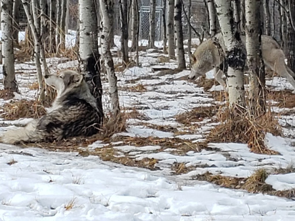 Yamnuska Wolfdog Sanctuary | 263156 Range Rd 53, Cochrane, AB T0M 2E0, Canada | Phone: (587) 890-9653