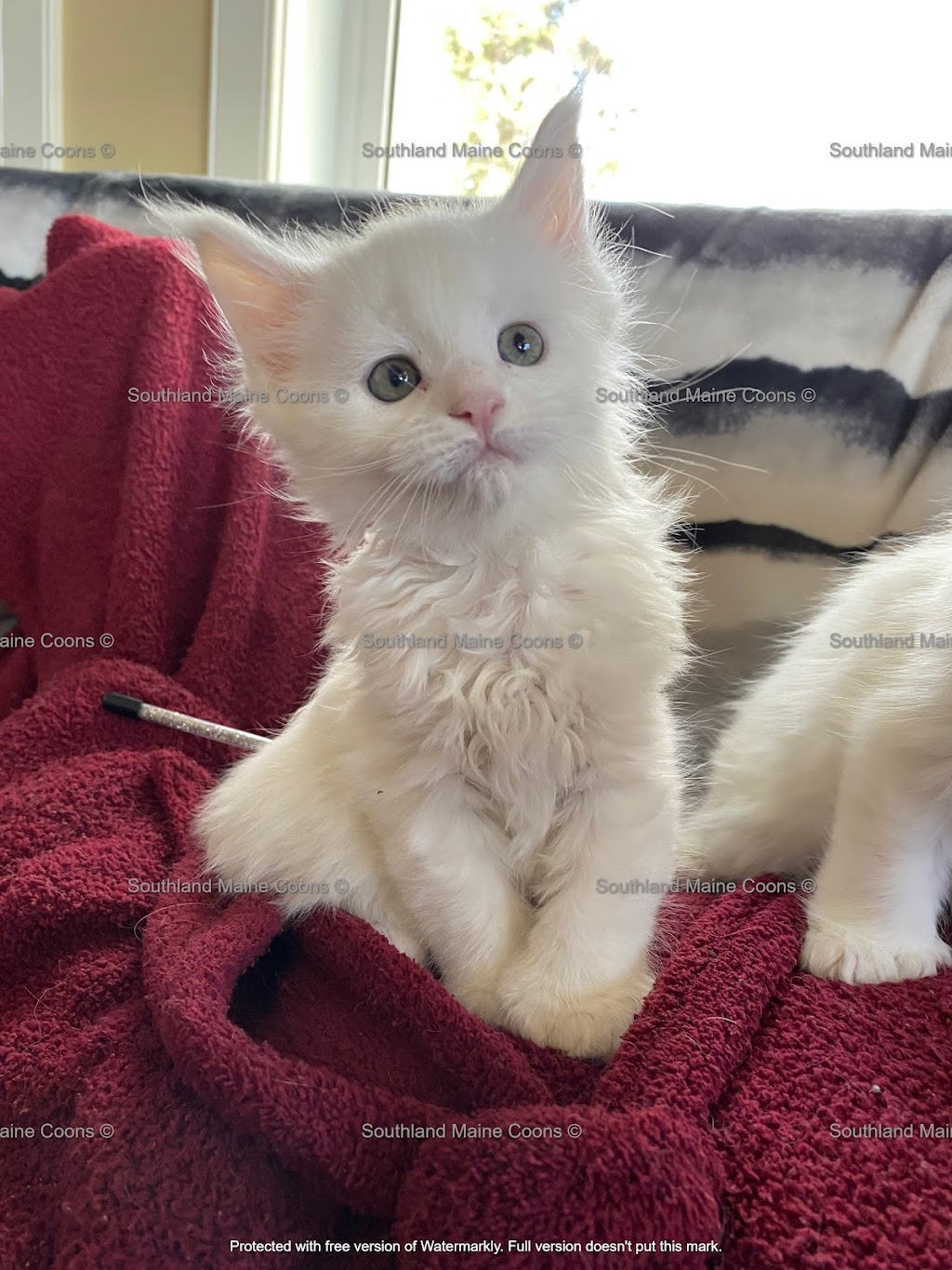 Southland Maine Coons | 365073 AB-761, Stauffer, AB T0M 1W0, Canada | Phone: (403) 844-5419