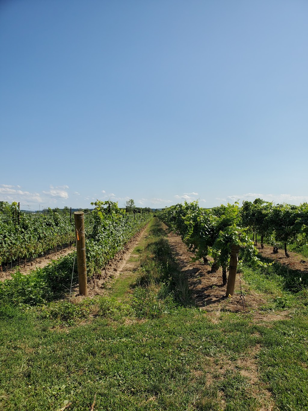 Marynissen Estates Winery | 1208 Concession 1 Rd, Niagara-on-the-Lake, ON L0S 1J0, Canada | Phone: (905) 468-7270