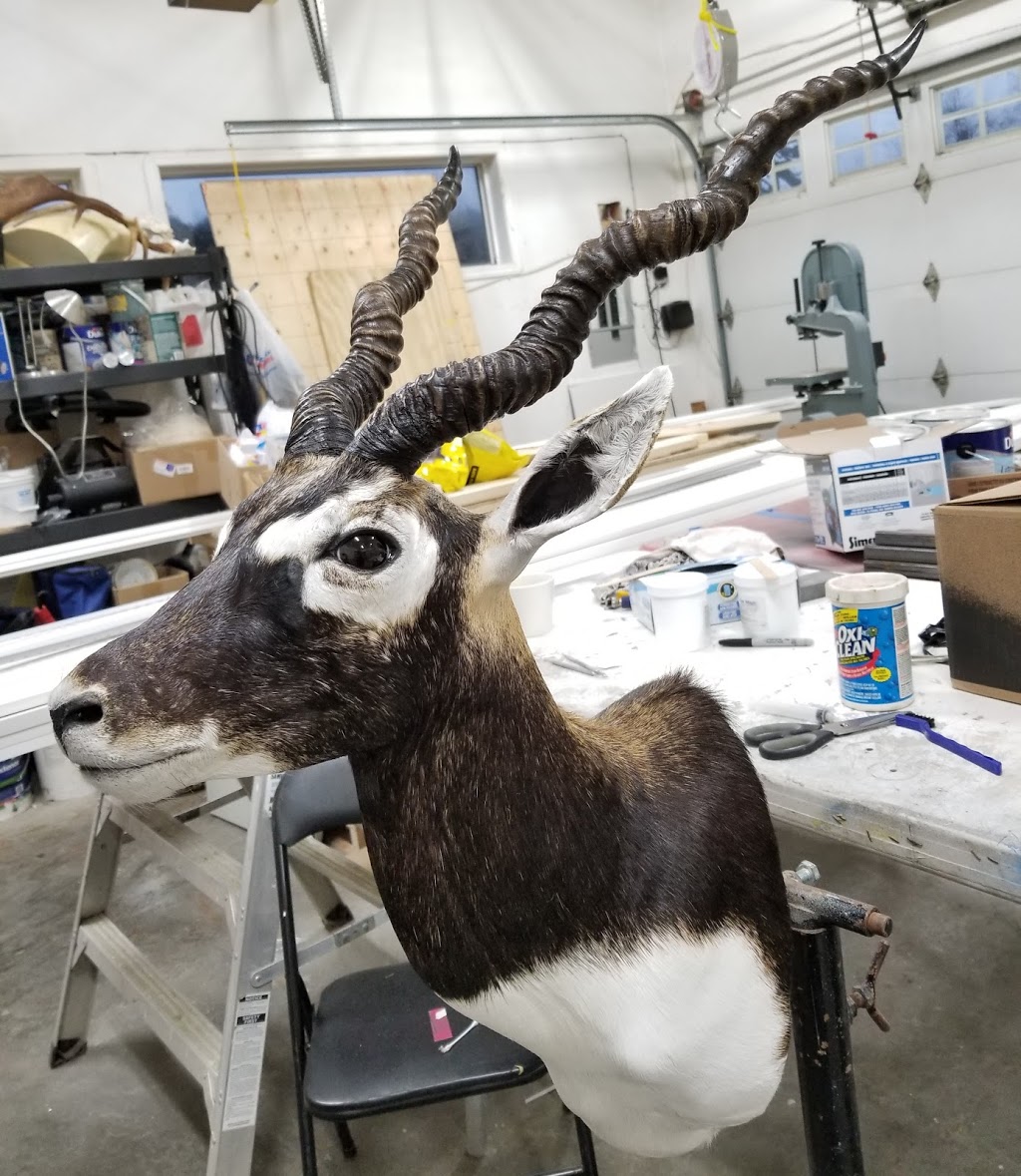 Dulchis Mortem Taxidermy and Restoration | 8180 Barnett St, Mission, BC V2V 7C7, Canada | Phone: (604) 832-8847