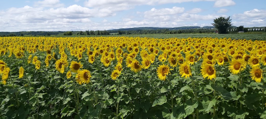 Les Serres Oli-Ève Charbonneau | 720 Chem. de la Rivière S, Saint-Eustache, QC J7R 0E2, Canada | Phone: (450) 806-4970