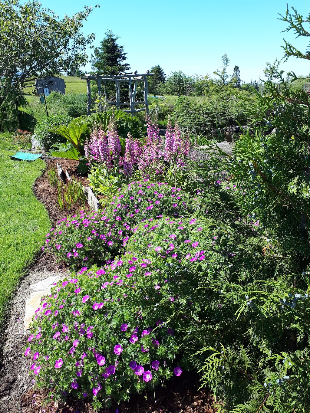 Ouest Ville Perennials | 1250 Argyle Sound Rd, West Pubnico, NS B0W 3S0, Canada | Phone: (902) 762-3198