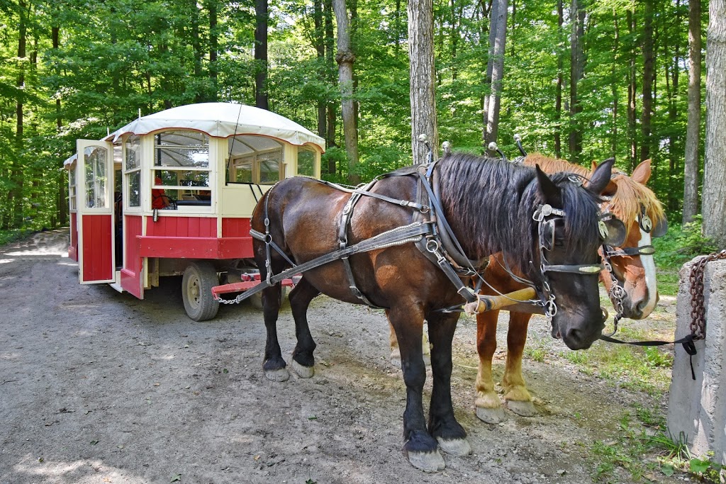 St. Jacobs Horse Drawn Tours | 1222 Apple Grove Rd, Waterloo, ON N2J 4G8, Canada | Phone: (519) 500-5168