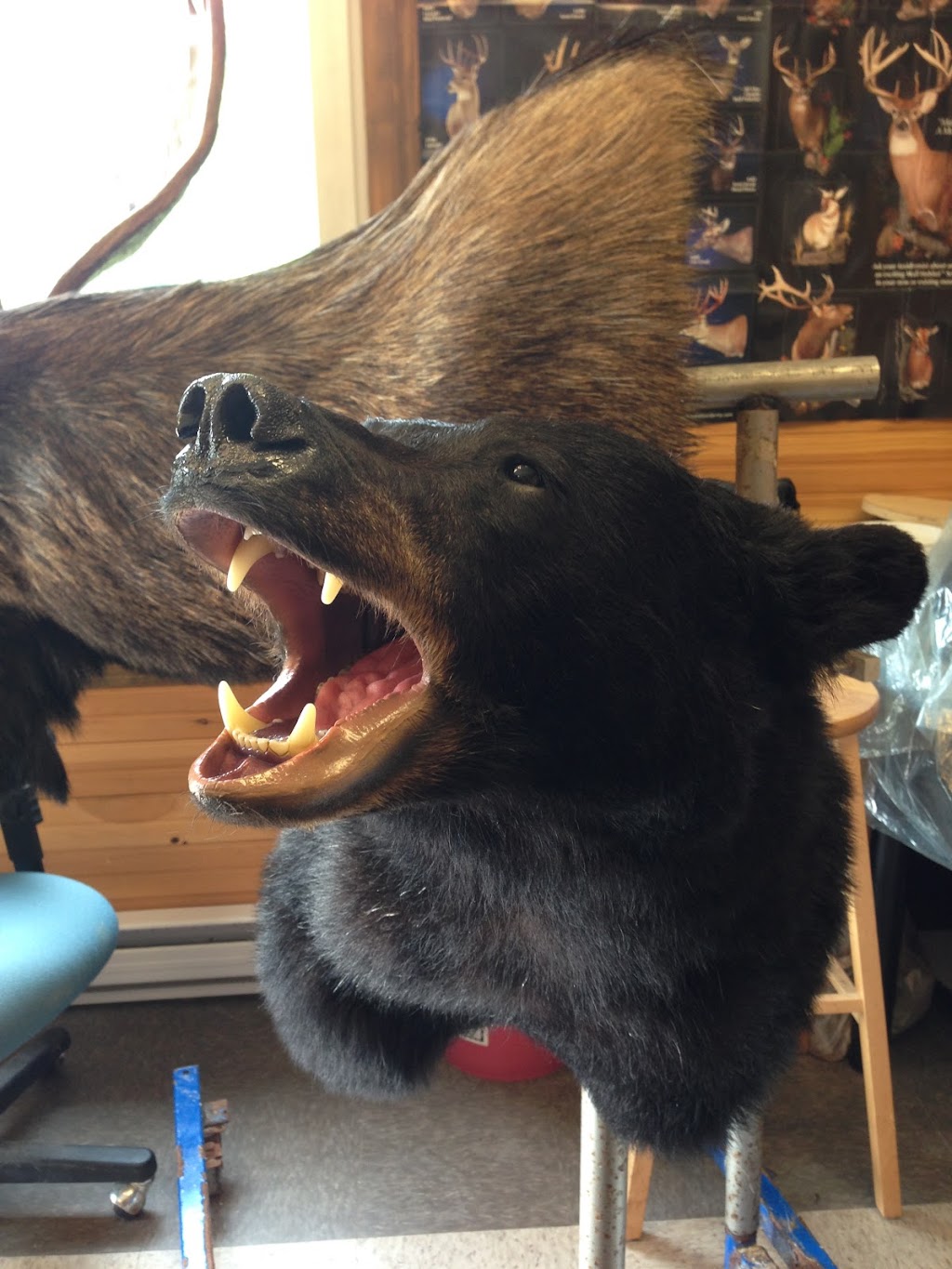 First class taxidermy | 5303 Arisaig Hwy 245, Antigonish, NS B2G 2L1, Canada | Phone: (902) 863-3640