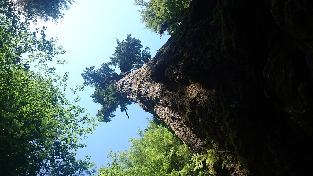 Red Creek Fir - the worlds largest Douglas Fir tree | Juan de Fuca, BC V0S, Canada | Phone: (778) 817-1068