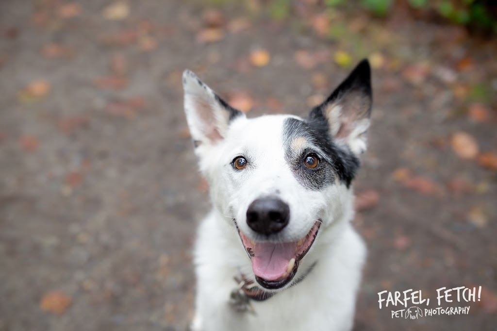 Farfel, Fetch! Pet Photography | 20176 68 Ave, Langley, BC V2Y 2X7, Canada | Phone: (778) 878-0959