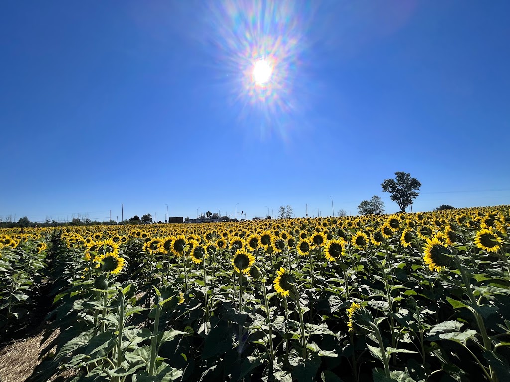 The Little Sunflower Farm | 347 Lindsay St S, Lindsay, ON K9V 4R4, Canada | Phone: (416) 316-9543