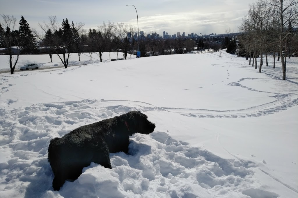 COLLINGWOOD off leash park COL-002 | 4340 19 St NW, Calgary, AB T2L, Canada