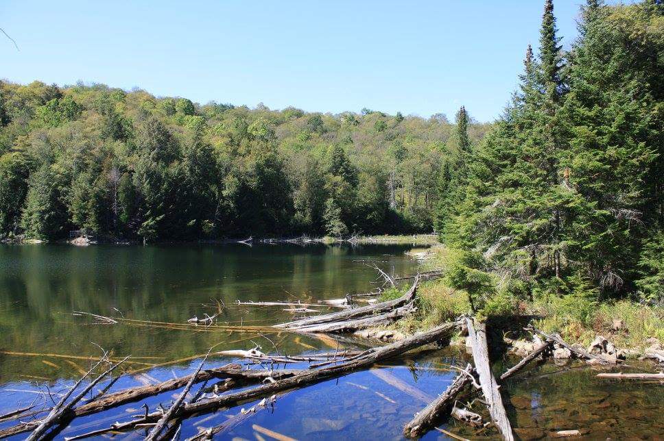 La Forêt Blanche Ecological Reserve | 300 Chemin Saddler, Mayo, QC J8L 4L8, Canada | Phone: (819) 281-6700