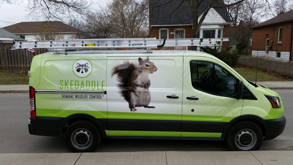 Skedaddle Humane Wildlife Control | 687 Sugar Maple Crescent Unit A, Whitby, ON L1N 7W3, Canada | Phone: (905) 213-5363