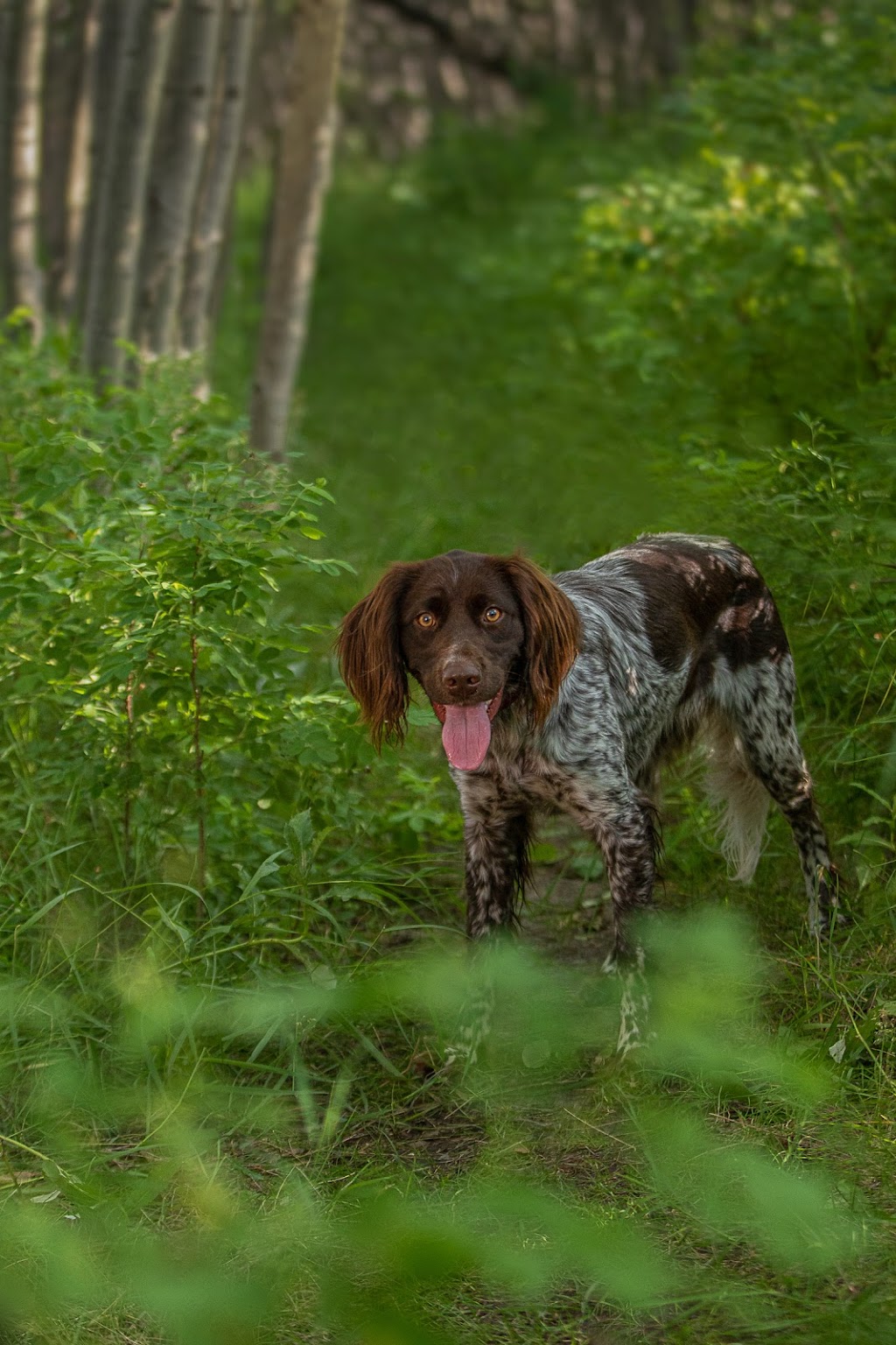 Doggie Photography | 160 Kulawy Dr NW, Edmonton, AB T6L 6Y9, Canada | Phone: (780) 966-1941