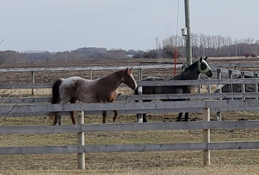 Wise Equestrian Rentals | 1063 Township Rd 380, Red Deer County, AB T4E 2W2, Canada | Phone: (780) 996-1673