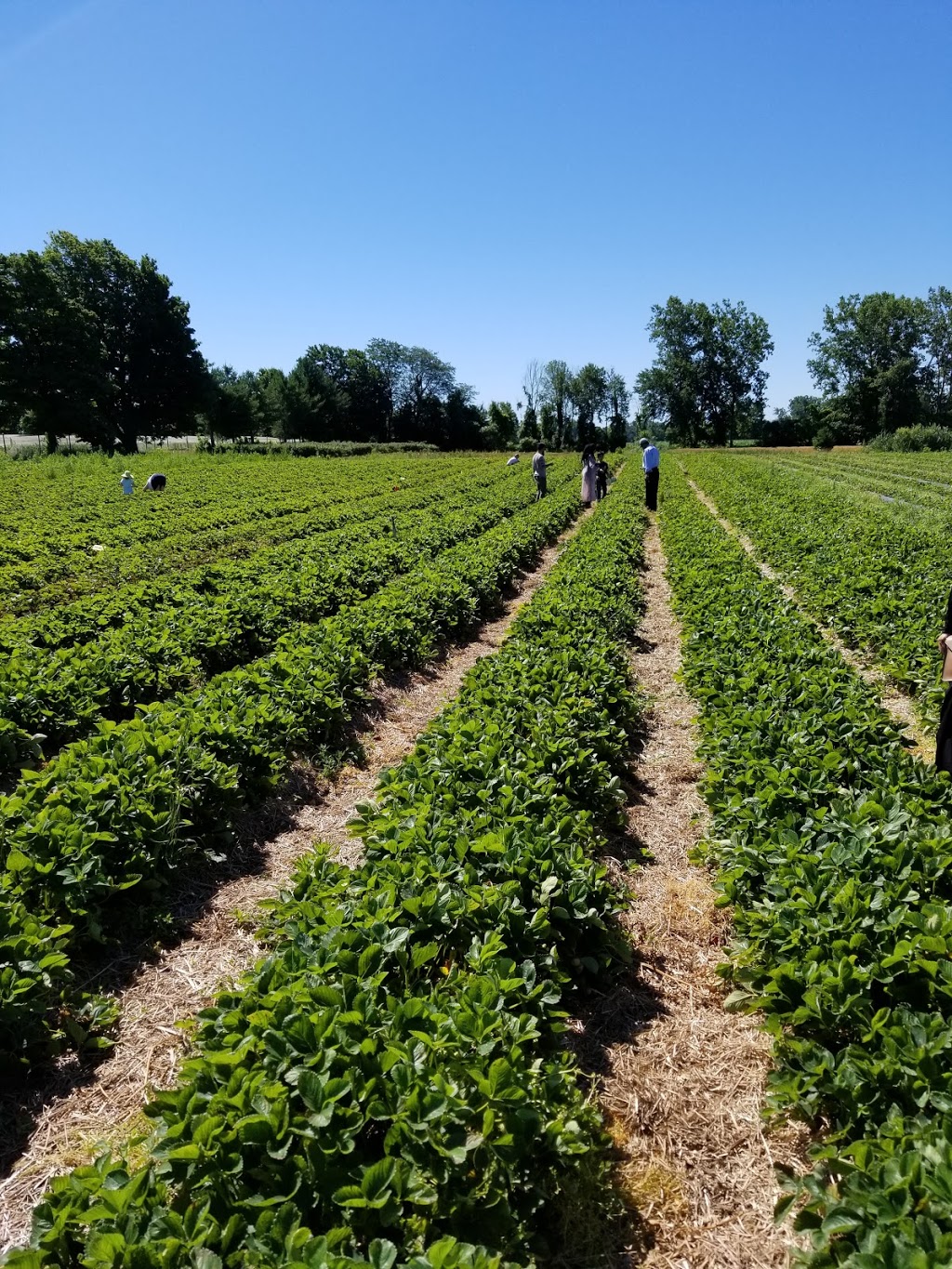 Blueberry Knoll Berry Farm | 1091 Hutchinson Rd, Lowbanks, ON N0A 1K0, Canada | Phone: (905) 774-7732