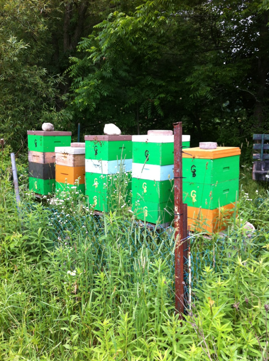 Sticky Mittens Honey And Pollination | box 203, 391 Main Street of Courtland, Courtland, ON N0J 1E0, Canada | Phone: (226) 970-1849