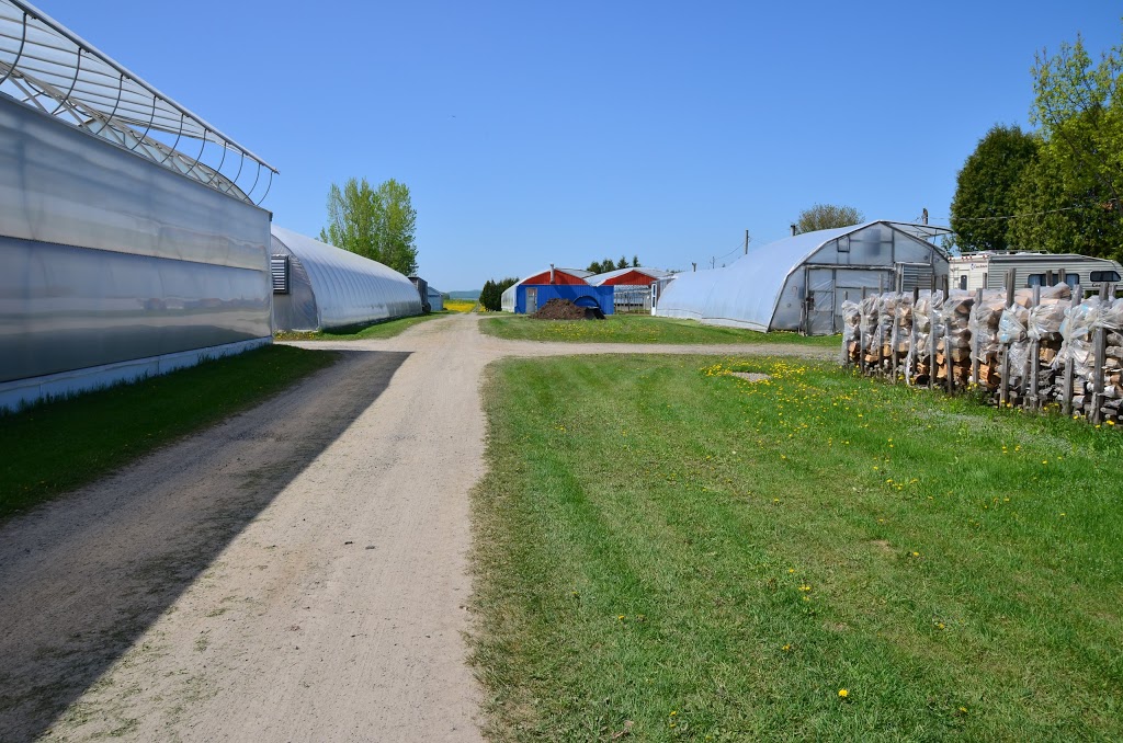 Asperge, Les Serres Joly | 8084 Chemin du Chicot N, Mirabel, QC J7N 2H5, Canada | Phone: (450) 475-8768