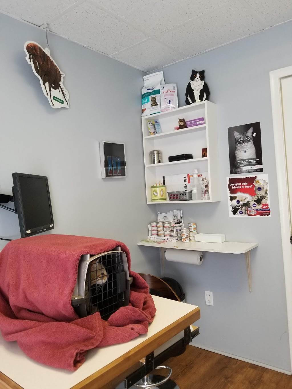 The Cat Clinic | 391 Concession St, Hamilton, ON L9A 1B8, Canada | Phone: (905) 387-4151