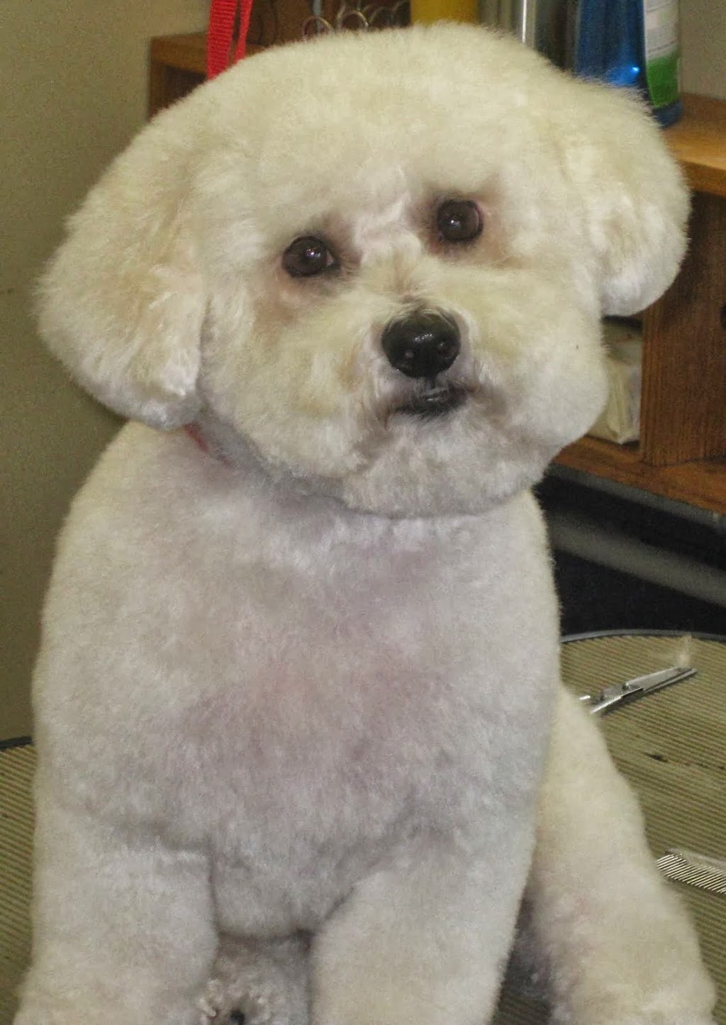 Elite Dog Grooming | 3 St George St, Brantford, ON N3R 1T9, Canada | Phone: (519) 304-8900