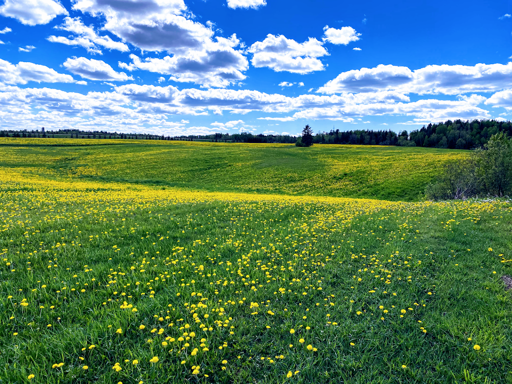 Ferme ruisseau des chasseurs | 2560 Rue Saint-Jean-Baptiste, Jonquière, QC G7X 7V5, Canada | Phone: (418) 591-3711