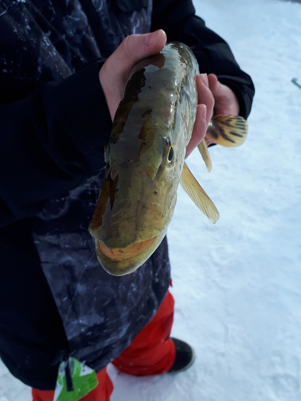 centre de pêche chez robert | 1460 Rang Ste Philomène, Oka, QC J0N 1E0, Canada | Phone: (450) 479-6450