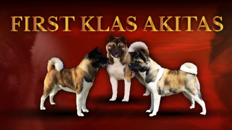 First Klas Akitas | 3450 Rang de lÎle, Nicolet, QC J3T 1T7, Canada | Phone: (450) 209-3613