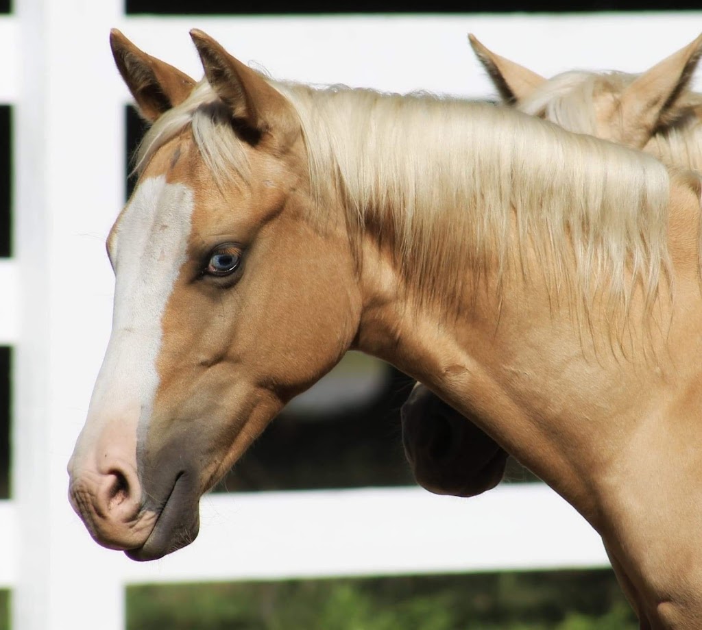 RANCH DU BONHEUR | 1814 Chem. de la Côte Georges, Mascouche, QC J7K 3C2, Canada | Phone: (514) 928-8202