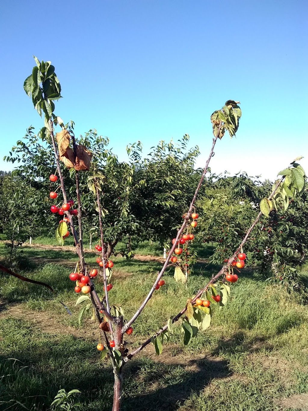 Parkway Orchards | 15000 Niagara Pkwy, Niagara-on-the-Lake, ON L0S 1J0, Canada | Phone: (905) 262-5097