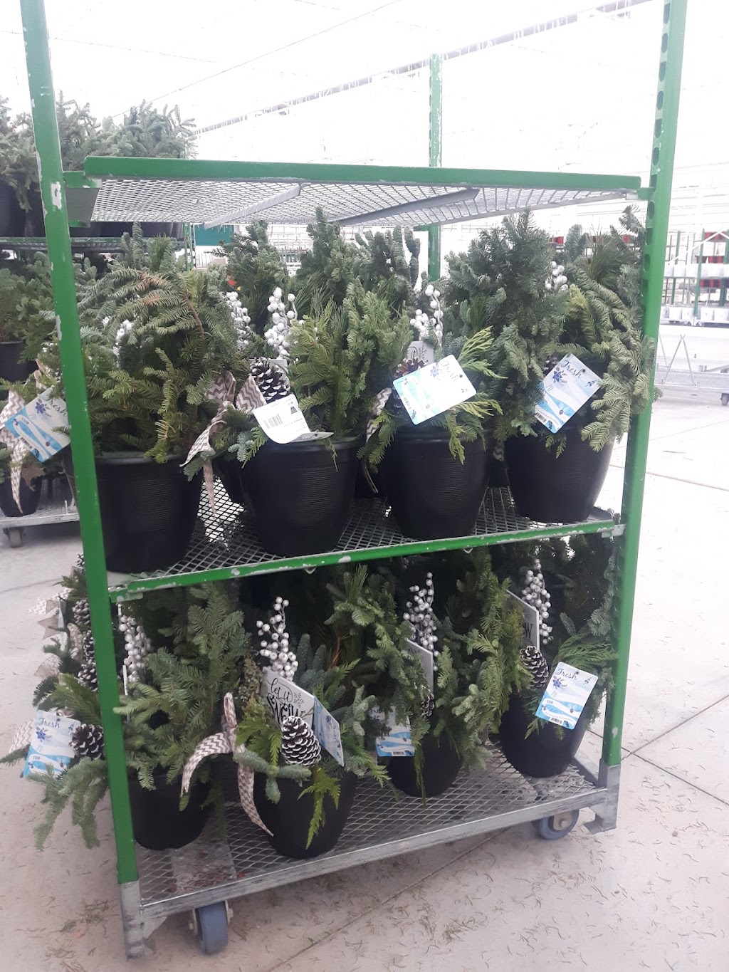 DeVry Greenhouses Picture Butte | 210067 Hwy 519, Picture Butte, AB T0K 1V0, Canada | Phone: (403) 732-5400