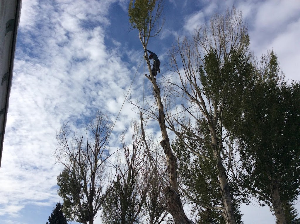 Turning Leaf Tree Service - Calgary Arborists | Box 43173 Deer Valley, Calgary, AB T2J 7A7, Canada | Phone: (403) 369-0043