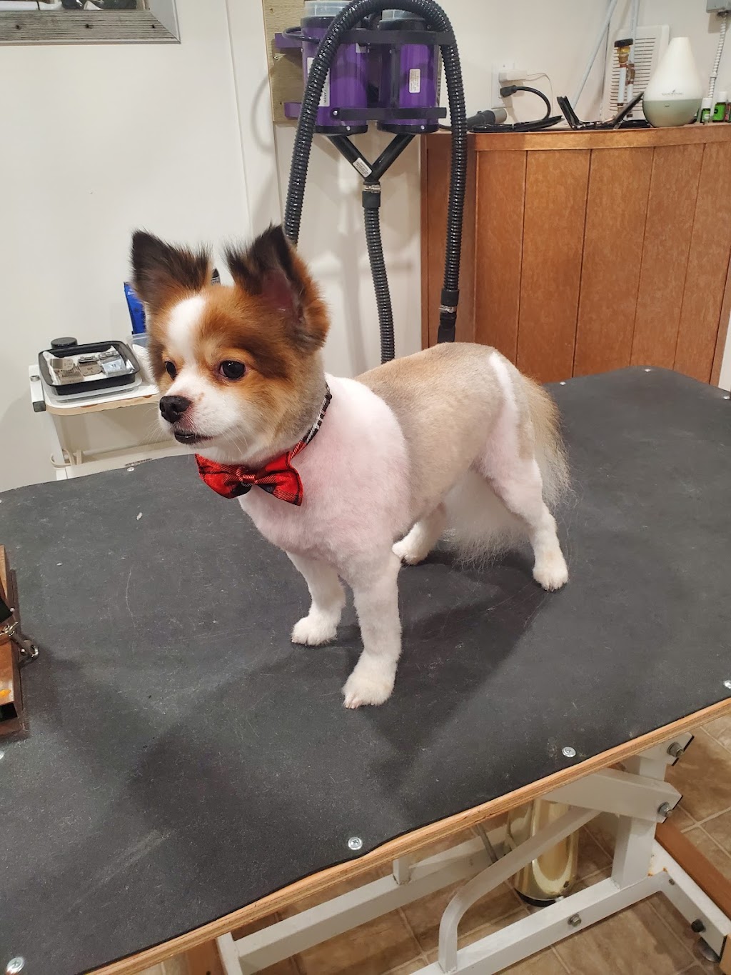 She Shed Dog Grooming | 9758 George St, Chilliwack, BC V2P 4K7, Canada | Phone: (780) 278-3310