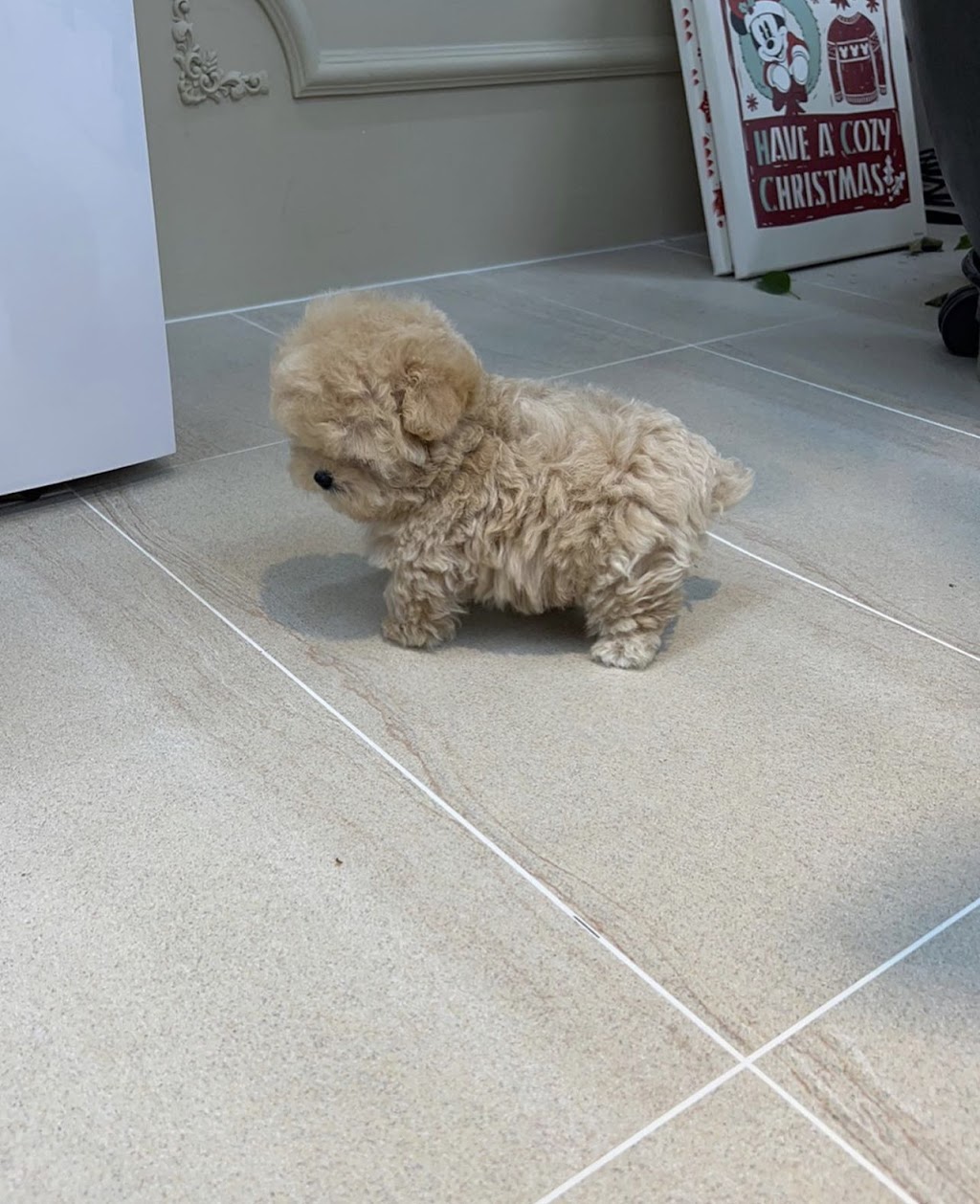 Teacup Dogyam Puppies For Sald | 108 Hendon Ave, North York, ON M2M 1A2, Canada | Phone: (574) 777-3177