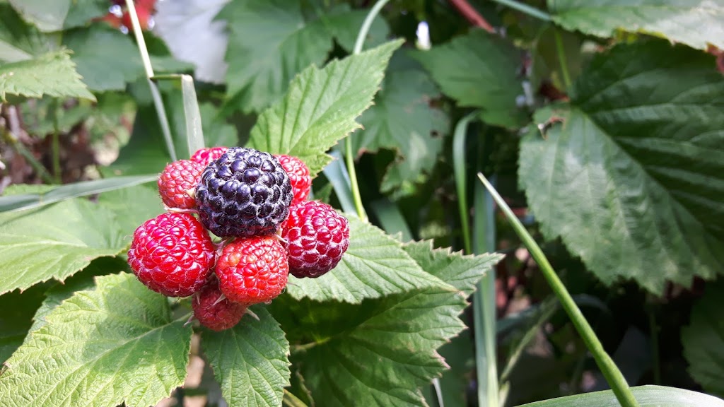 Les Petits fruits du Clocher | 307 Rue Principale, Sainte-Cécile-de-Milton, QC J0E 2C0, Canada | Phone: (450) 991-0898