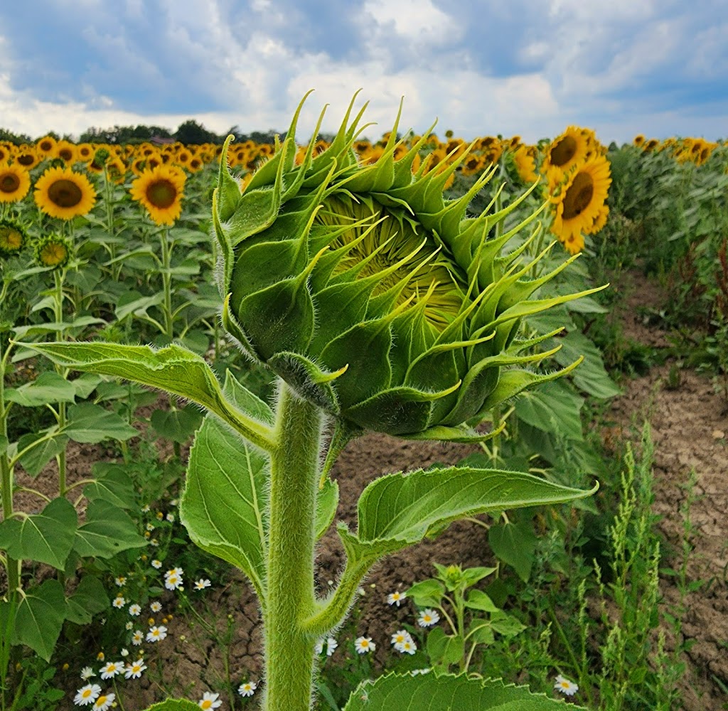 Gill Sunflower Farm | Healey Road and, Centreville Creek Rd, Caledon, ON L7C 0W9, Canada | Phone: (416) 258-8602